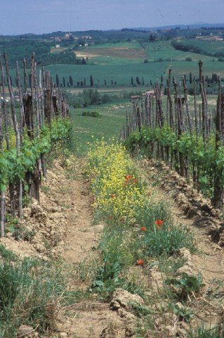 099-G-Tuscany-Vines
