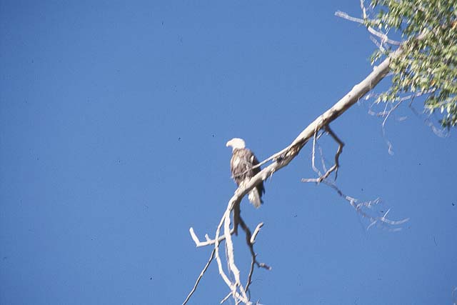 Bald Eagle