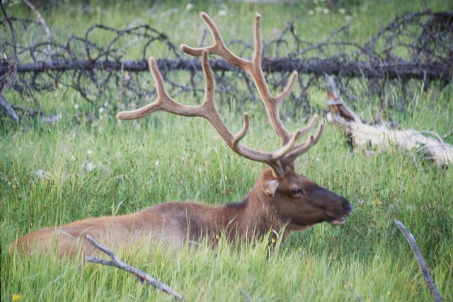 Elk