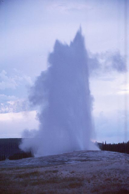 Old Faithful #7