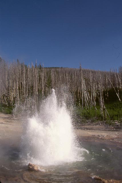 Norris Geyser #1