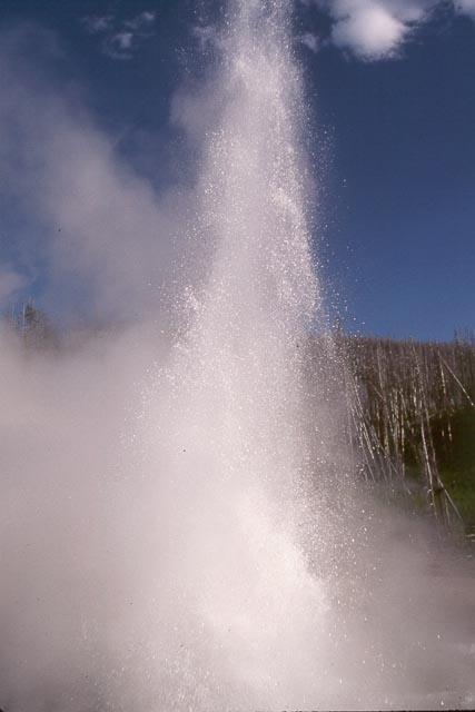 Norris Geyser #3