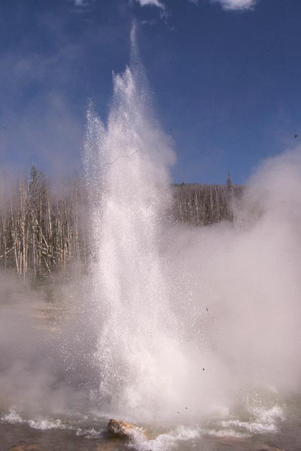 Norris Geyser #4