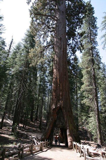 California Tunnel Tree