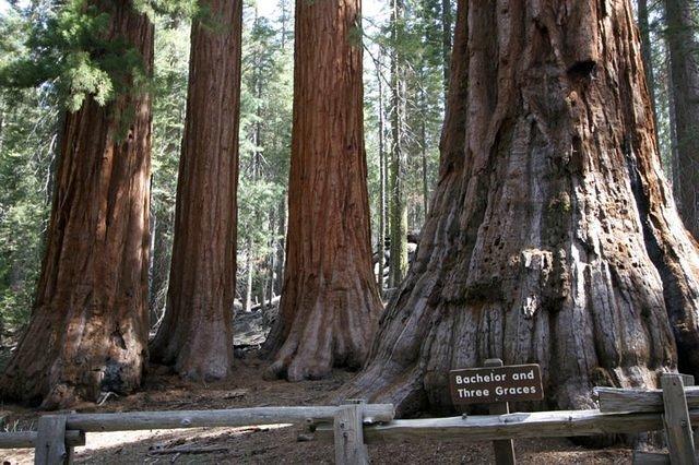 Bachelor and Three Graces