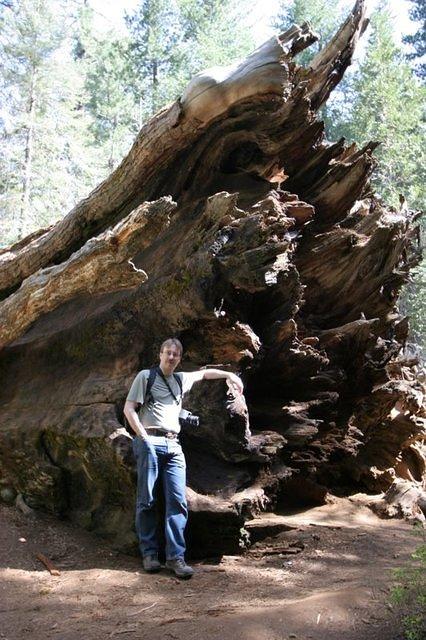 Tuolumne Grove