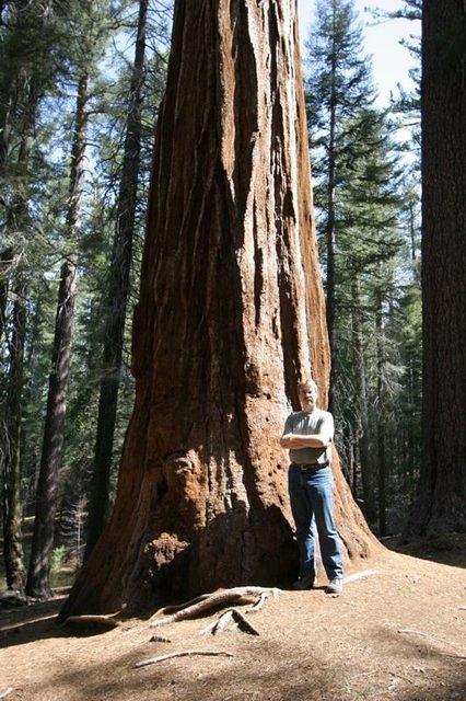 Tuolumne Grove