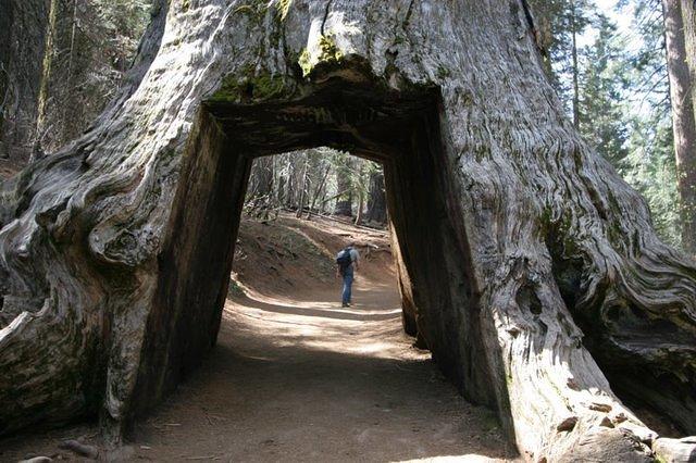 Dead Giant, Tuolumne Grove