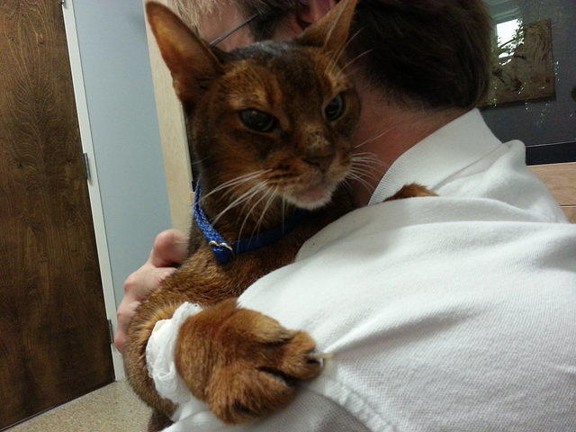 Simba at Westford Veterinary ER, July 18, 2013