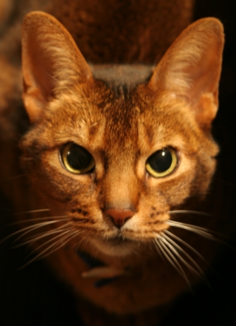 Simba