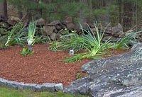 I hope the daffodils and hyacinth come back