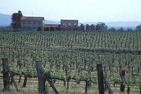 091-G-Tuscany-Vineyard