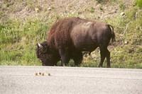 Buffalo along road