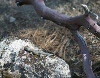 Lizard