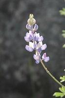 IMG_0302.JPG