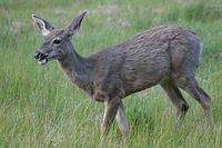 Mule Deer