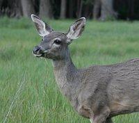 Mule Deer