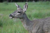Mule Deer