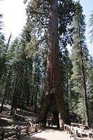 California Tunnel Tree