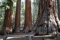 Bachelor and Three Graces