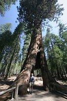 California Tunnel Tree