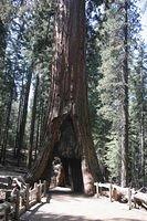 California Tunnel Tree