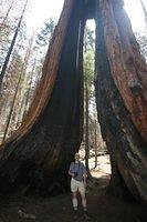 Gary and Clothespin Tree