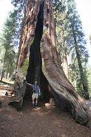 Gary and Telescope Tree