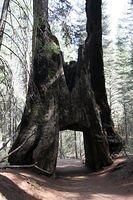 Dead Giant, Tuolumne Grove