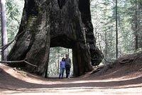 Dead Giant, Tuolumne Grove