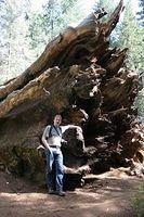 Tuolumne Grove