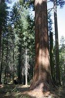Tuolumne Grove