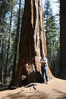 Tuolumne Grove