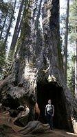 Tuolumne Grove