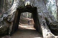Dead Giant, Tuolumne Grove