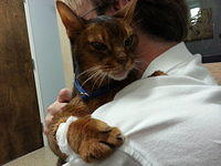 Simba at Westford Veterinary ER, July 18, 2013