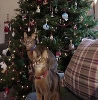 Kitty Christmas