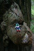 Redwood National Park
