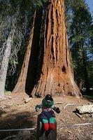 Bechelor and the Three Graces Sequoia