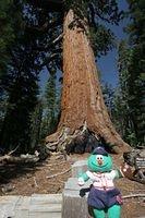 Grizzly Giant Sequoia